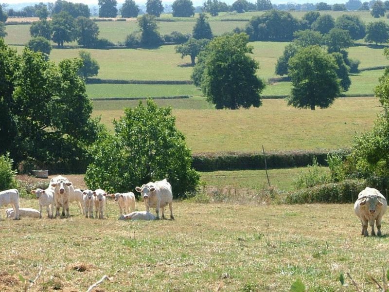 Domaine De La Madeleine Bed & Breakfast Ygrande Bagian luar foto